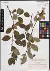 Foto von Salix caprea L.